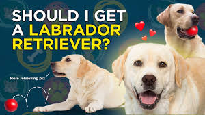 Many yellow labrador dog breeders with puppies for sale also offer a health guarantee. Should I Get A Labrador Retriever Youtube
