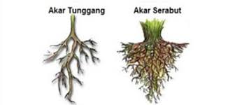 Pokok kacang soya mempunyai akar tunjang sepanjang 15 cm. Jenis Jenis Akar Beserta Contoh Dan Gambar Lengkap