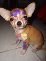Purple Chihuahua New Gene Cute Chihuahua Chihuahua Chihuahua Puppies