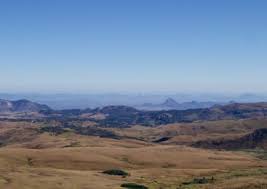 Image result for Stolzia compacta