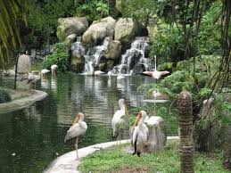 One of kl bird park's most extraordinary feature is that in zone 1, 2 and 3, birds are let free in the aviary which closely resembles their natural habitat. Kl Bird Park Kuala Lumpur How To Reach Best Time Tips
