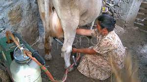 Female milking machine