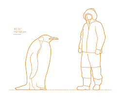 Penguins and auks do have one sad fact in common, though: Emperor Penguin Dimensions Drawings Dimensions Com