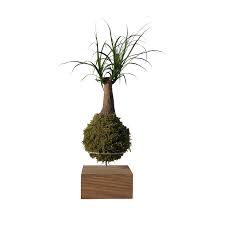 Kokedama bir japon bonsai stilidir ve bitkinin köklerinin bir yosun topunun içine koyularak iple çevresinin sarılması ile yapılır. Kokedama Beaucarnea