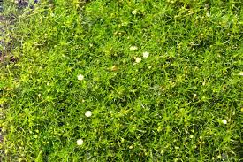 White flower and green grass ultra hd desktop background. Green Lawn With Small White Flowers Background Stock Photo Picture And Royalty Free Image Image 15782975