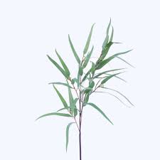 Image result for Eucalyptus sp.