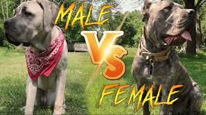 Mature males can weigh up to 120 pounds, and they can grow to be over two feet tall at the shoulders. Major Differences Male V Female Cane Corso Youtube