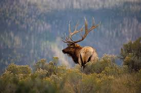 Maybe you would like to learn more about one of these? Rocky Mountain National Park Scenic Loop Trail Ridge Road