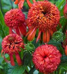 Echinacea Summer Samba Echinacea Perennial Plants Echinacea Purpurea