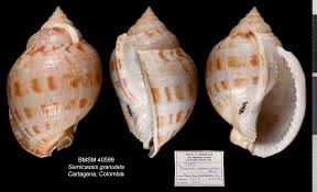 Image result for Obetia radula