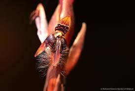 Image result for Bulbophyllum schinzianum