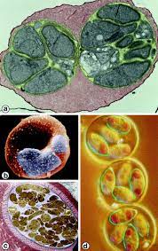Parasites And Their World Records In Their Fight For Survival Springerlink
