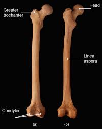 Standard Anatomical Position An Overview Sciencedirect Topics