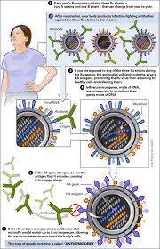 There are many bird flu strains and it is not unheard of that people working with poultry occasionally get infected. Nieman Guide To Covering Pandemic Flu The Science How Flu Viruses Change
