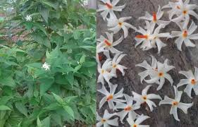 Shephali, prajakta or prajakt in sanskrit; Harsingar Night Jasmine Benefits Medicinal Uses Dosage And Side Effects