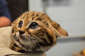 it doesn t get much cuter than these little black footed cats wild cat species cat species black footed cat