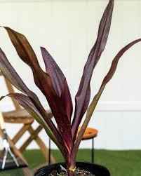 The leaves are erect and simple and can reach up to 36 inches in length. Crinum Augustum Queen Emma Crinum Lily Queen Emma Plantvine