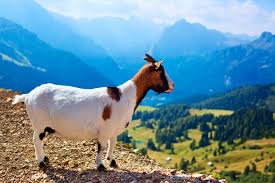 I said in my last video, a great way to get context for the. Symbolic Goat Meaning Whats Your Sign Com