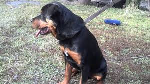 Beautiful rottweiler bully puppies for sale. Rottweiler Puppies For 500 07 2021