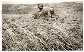 Risultati immagini per la raccolta del grano prima dell'arrivo delle macchine
