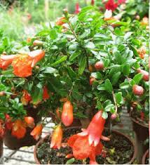 Dwarf Pomegranate Punica Granatum Nana Pomegranate Plants Large Plants