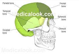 Cranial Bones Human Anatomy Organs