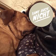 Wollt ihr, dass euer hund aufs sofa darf oder nicht? Mindestens 13 Grunde Warum Hunde Nicht Aufs Sofa Durfen Mydoggoeswuff