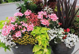 Image result for sanvitalia combine in pots