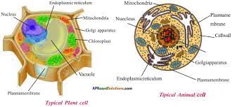 We did not find results for: Ap Board 9th Class Biology Solutions Chapter 1 Cell Its Structure And Functions Ap Board Solutions