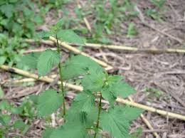 Image result for Myrianthus arboreus