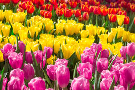 Your garden is in peak bloom, filled with vibrantly colored flowers. How To Make Sure Your Tulips Return Every Spring