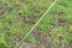 Image result for Sporobolus pyramidalis