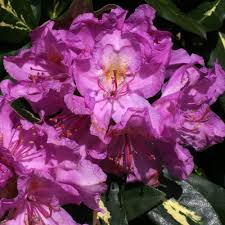 Goldflimmer Rhododendron