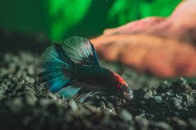 But thankfully, there is nothing much to worry about it. Betta Fish Tumor Causes Cures And More Betta Source