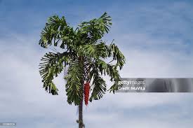 Image result for Aiphanes