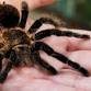Elsham Hall Halloween Animal Encounter event image