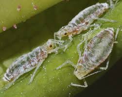 Image result for Humularia submarginalis