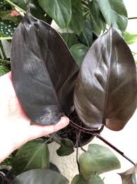 Excited To Share The Latest Addition To My Etsy Shop Philodendron Royal Queen Live Plant Philodendron Live Plants Plants