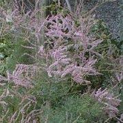 Welcome to the famous dave's garden website. 7 Best Tamarix Tamarisk Ideas Plants Tamarix Ramosissima Shrubs