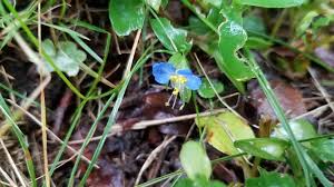 Image result for Commelina nyasensis