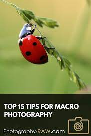 Macro Photography Top 15 Tips Photography Raw Com Macro Photography Macro Photography Tips Macro Photography Camera