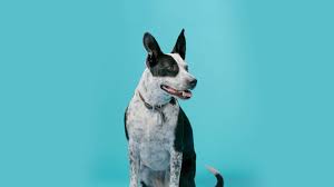 Check spelling or type a new query. Spca Homepage Spca Of Northern Nevada