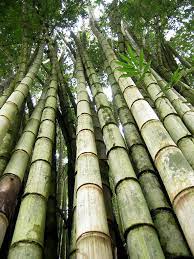 Giant Bamboo Giant Bamboo Bamboo Tree Bamboo Plants
