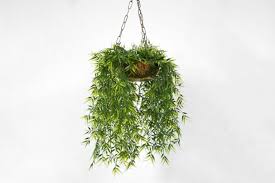 Las mejores ideas con plantas colgantes para tu casa. Las Mejores Plantas Colgantes Para Decorar Tu Habitacion Panorama