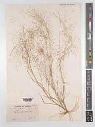 Image result for Eragrostis gangetica