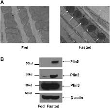 Sortează după cele mai noi cele mai vechi. Perilipin 5 A Lipid Droplet Associated Protein Provides Physical And Metabolic Linkage To Mitochondria S Journal Of Lipid Research