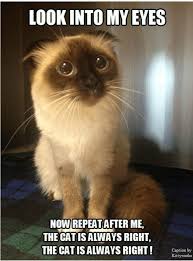 The Kitty Is Always Right Funny Cat Memes Funny Animals Funny Animal Pictures