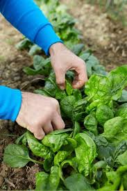 Spinach typically becomes soft and mushy after you freeze it, but since it retains its nutrients and taste, frozen spinach can be great use your hands to mix and sort through the spinach leaves as they soak. How To Harvest Spinach So It Keeps Growing Growfully