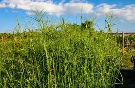 Image result for Cyperus maculatus