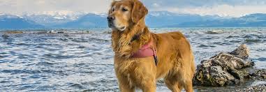 Überlinger see, untersee und der obersee sind für die markante form verantwortlich. Bodensee